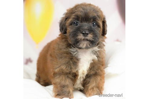 成約済の千葉県のミックス犬-211971の5枚目